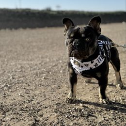 Hale - French Bulldog