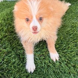 Coyote - Orange parti male Pomeranian puppy in San Diego, California from SD Bullies