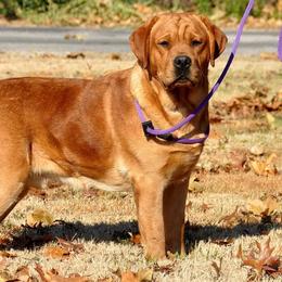 Labrador Retrievers from Red Moon Labradors