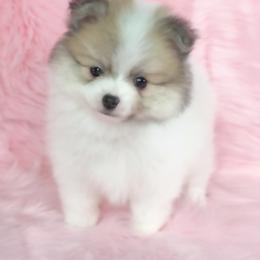 Pomeranian Puppies from Cream Puffs Pomeranians