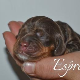 Espresso - Brown and tan female Cocker Spaniel puppy in Myerstown, Pennsylvania from The Cocker Cingdom