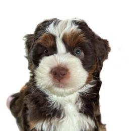 Rascal - Brown and white male Bernedoodle puppy in Hillsboro, Oregon from Myt fine doodles