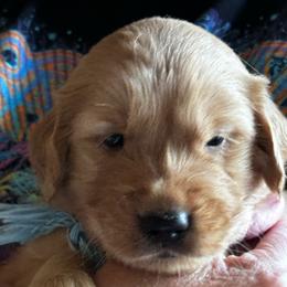 Jefferson--Blue - Dark golden male Golden Retriever puppy in Kenosha, Wisconsin from Gail’s Goldens
