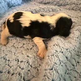 Mikie - Tri-color male Cavalier King Charles Spaniel puppy in Athens, Georgia from Sandy Cross Kennels