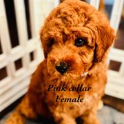 Pink - Red female Double Doodle puppy in Bakersfield, California from Honey Bee Doodles