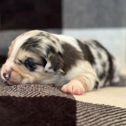 Boy 4 - Blue merle Miniature Australian Shepherd puppy in Watson, Louisiana from Duncan’s Miniature Australian Shepherds