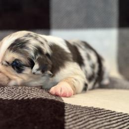 Boy 4 - Blue merle Miniature Australian Shepherd puppy in Watson, Louisiana from Duncan’s Miniature Australian Shepherds