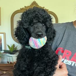 Roper - Blue male Poodle puppy in Arlington, Ohio from Solid Oak Ranch