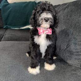 LILO - Black and white female Sheepadoodle puppy in Warsaw, Virginia from Mojave Premier Kennels