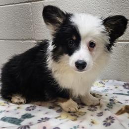 Nole - Black and tan male Pembroke Welsh Corgi puppy in Castle Rock, Washington from Heckman Corgis