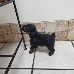 Dobbie - Black male Miniature Schnauzer puppy in Sandy, Utah from Phantom League Schnauzers