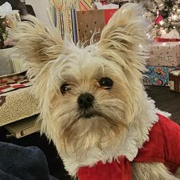 Shorkies and Yorkshire Terriers from Passion Pups TN