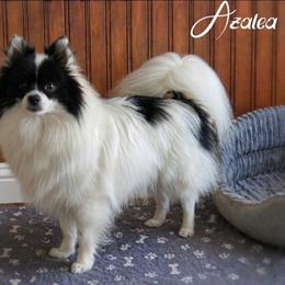 Azalea - Pomeranian