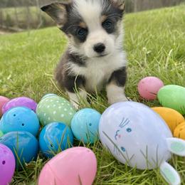 Noah - male Pembroke Welsh Corgi puppy in Olive Hill, Kentucky from Tompkins Farm