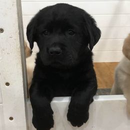 Labrador Retrievers from Wit' End Labradors