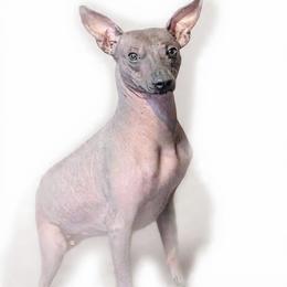 Six - Xoloitzcuintli