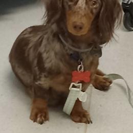Dachshund All Grown Up from Deb’s Darlin’ Dachshunds