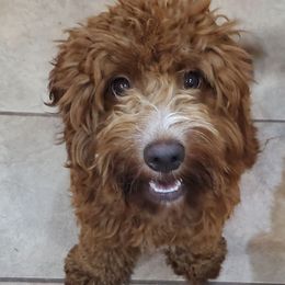 Violet - Cavapoo