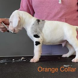 Boy 1 - Great Dane puppy in Lake View, New York from North Park Great Danes