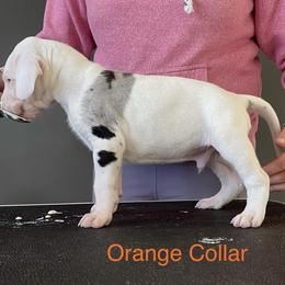 Boy 1 - Great Dane puppy in Lake View, New York from North Park Great Danes