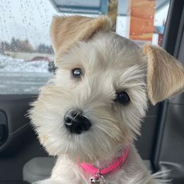 Miniature Schnauzers from Schnauzer Love
