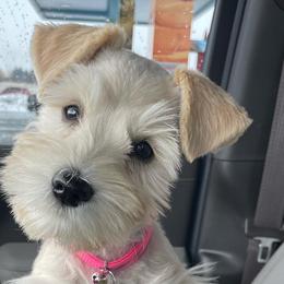 Miniature Schnauzers from Schnauzer Love
