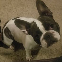 Mazy - French Bulldog