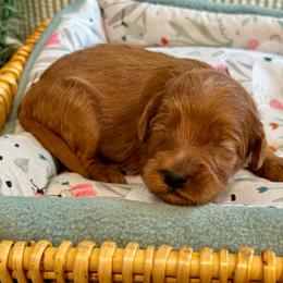 Purple - Red  female Goldendoodle puppy in Hesperia, Michigan from Red Acres Poodles & Doodles