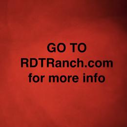 Boy 2 - male Australian Shepherd puppy in Phoenix, Arizona from Rockin' Diamond T Ranch Australian Shepherds