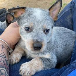 Australian Cattle Dog Puppies from Rising J Cattle Dogs