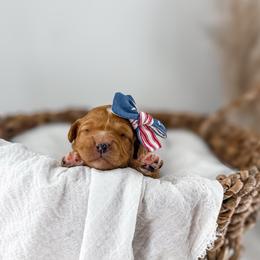 Hattie's Last Chapter- Story - Apricot female Goldendoodle puppy in Russell Springs, Kentucky from Milk & Honey Doodles