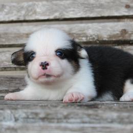 Chip - Black and white male American Corgi puppy in Leighton, Alabama from Bar P Livestock Corgis