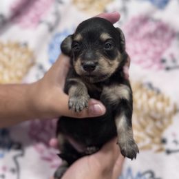 Peanut - Black and cream girl- 2150 - Black and cream female Dachshund puppy in Little Elm, Texas from HotDachs