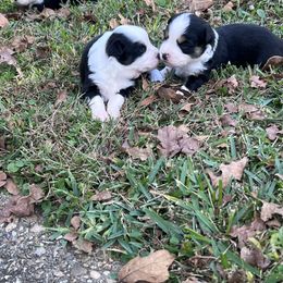 Miniature Australian Shepherd Puppies from Michael Murrell's Miniature Australian Shepherd