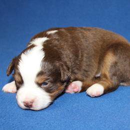 Cody - Red tri-color male Miniature American Shepherd puppy in Hillsdale, Michigan from Faithwalk Aussies and Mini American Shepherds