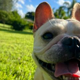 Gaea - French Bulldog