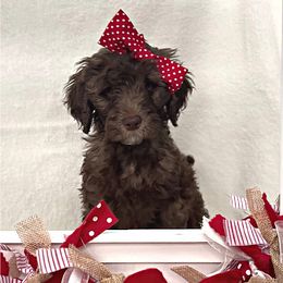 Willow - Goldendoodle puppy in Conway, New Hampshire from Arbor Grace Doodles