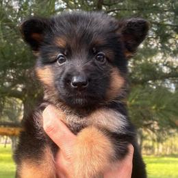 Rebel (pink collar) - Black and red female German Shepherd puppy in Union City, Ohio from God’s Gifts German Shepherds