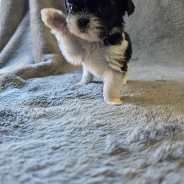 Blessing - Black and white female Shichon puppy in Ronda, North Carolina from Willow River