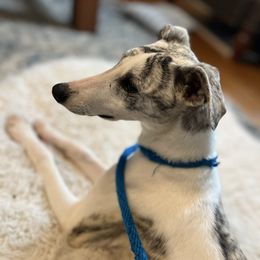 Alffie - White and fawn brindle Whippet puppy in Clinton, Tennessee from Ivanhoe Borzoi