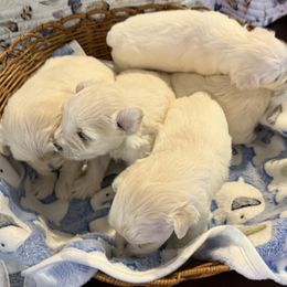 Miniature Schnauzer Puppies from Smilee Schnauzers