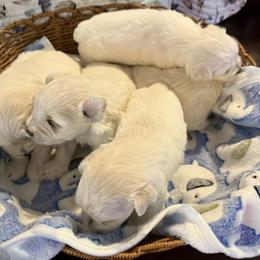 Miniature Schnauzer Puppies from Smilee Schnauzers