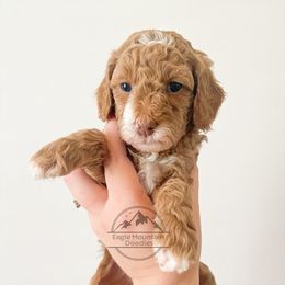 Goldendoodle Puppies from Eagle Mountain Doodles