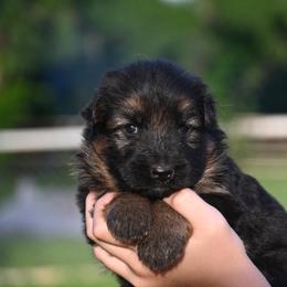 Lilith - Black and red female German Shepherd puppy in Azle, Texas from Nuckols-Alsup Canines German Shepherds