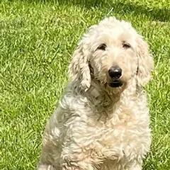 Goldendoodles from McDoodles.org