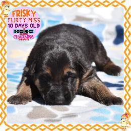 FRISKY - CUTE CUTE CUTE - Black and red female German Shepherd puppy in Murrieta, California from Diamond Oaks German Shepherds