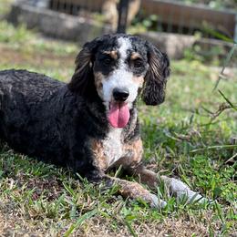 Tuncy - Bernedoodle