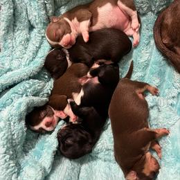 Chihuahua puppies from Arizona Dream Chihuahuas