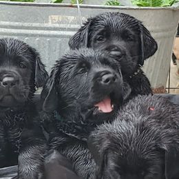 Labrador Retriever Puppies from Labs4Ever Labradors