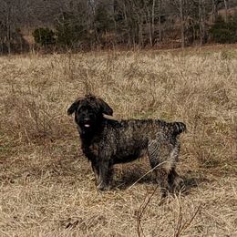 Monkey - Giant Schnauzer